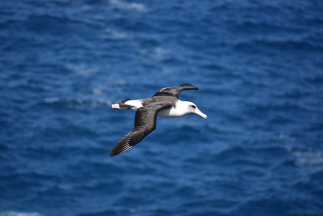 A flying albatross