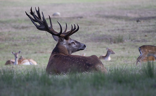 Foreground an elk, background deer