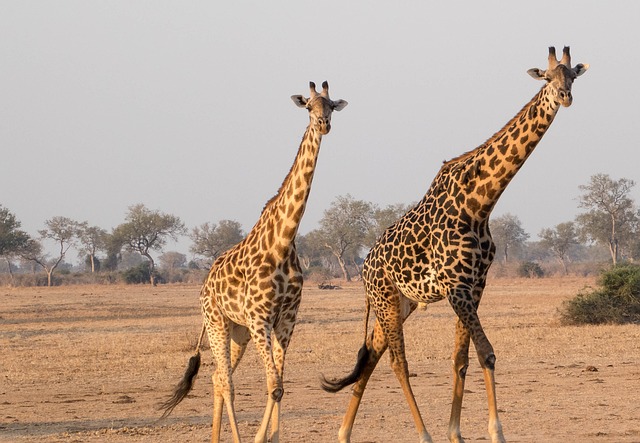 Two girafes on the savanah.